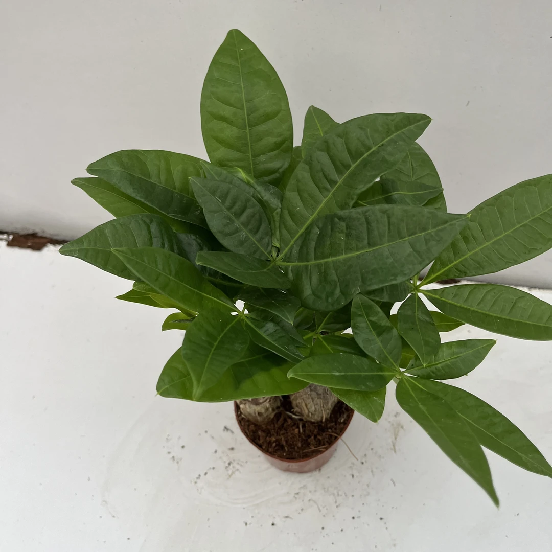 三株发财树招财树