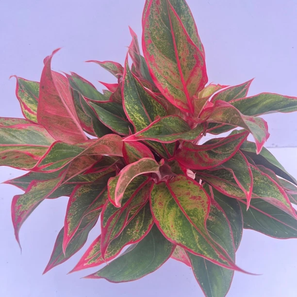 万年红，一盆多株好养易活室内外植物