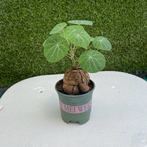 山乌龟爬藤植物，总高25