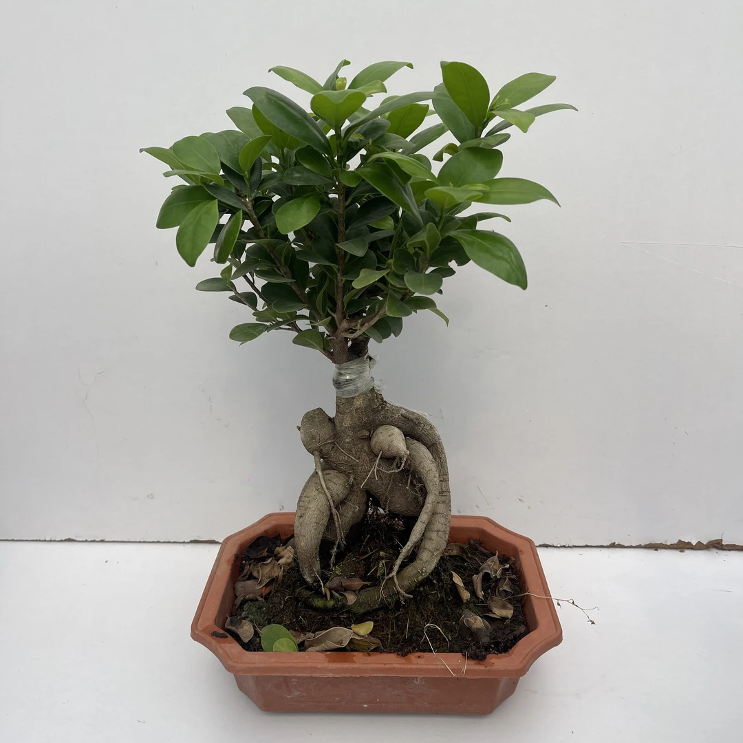 中号榕树高40，冠幅15