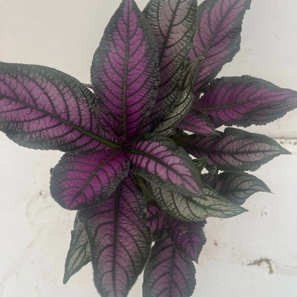 波斯红草紫色椒草盆栽好养的植物净化空气