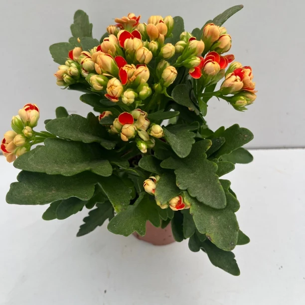 金狐狸长寿花四季好养
