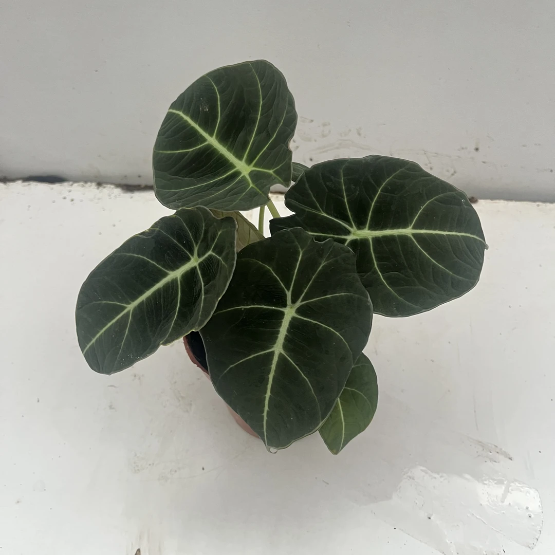 黑天鹅绒海芋盆栽简约好养