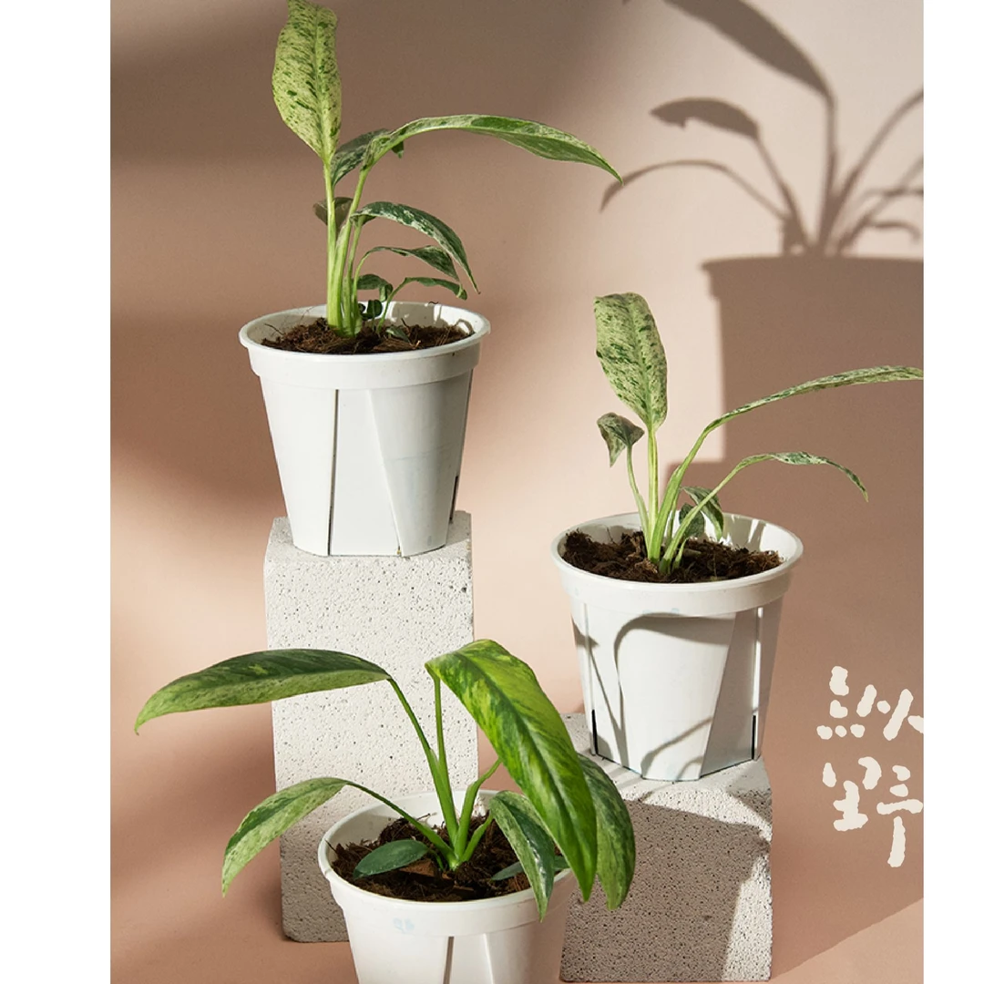 纵野 / 羽毛锦蔓绿绒 天南星科室内观叶趣味绿植盆景好养净化