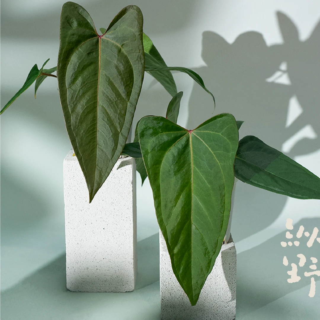 纵野 / 长尾蝶红蜘蛛 X 皮面希尼亚 花烛 天南星科室内绿植趣味