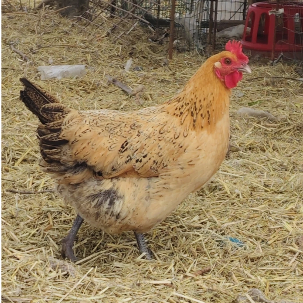 农家散养树林走地老母鸡