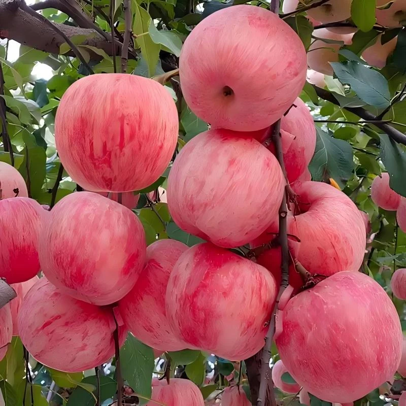 新鲜直达苹果脆甜汁多应季水果