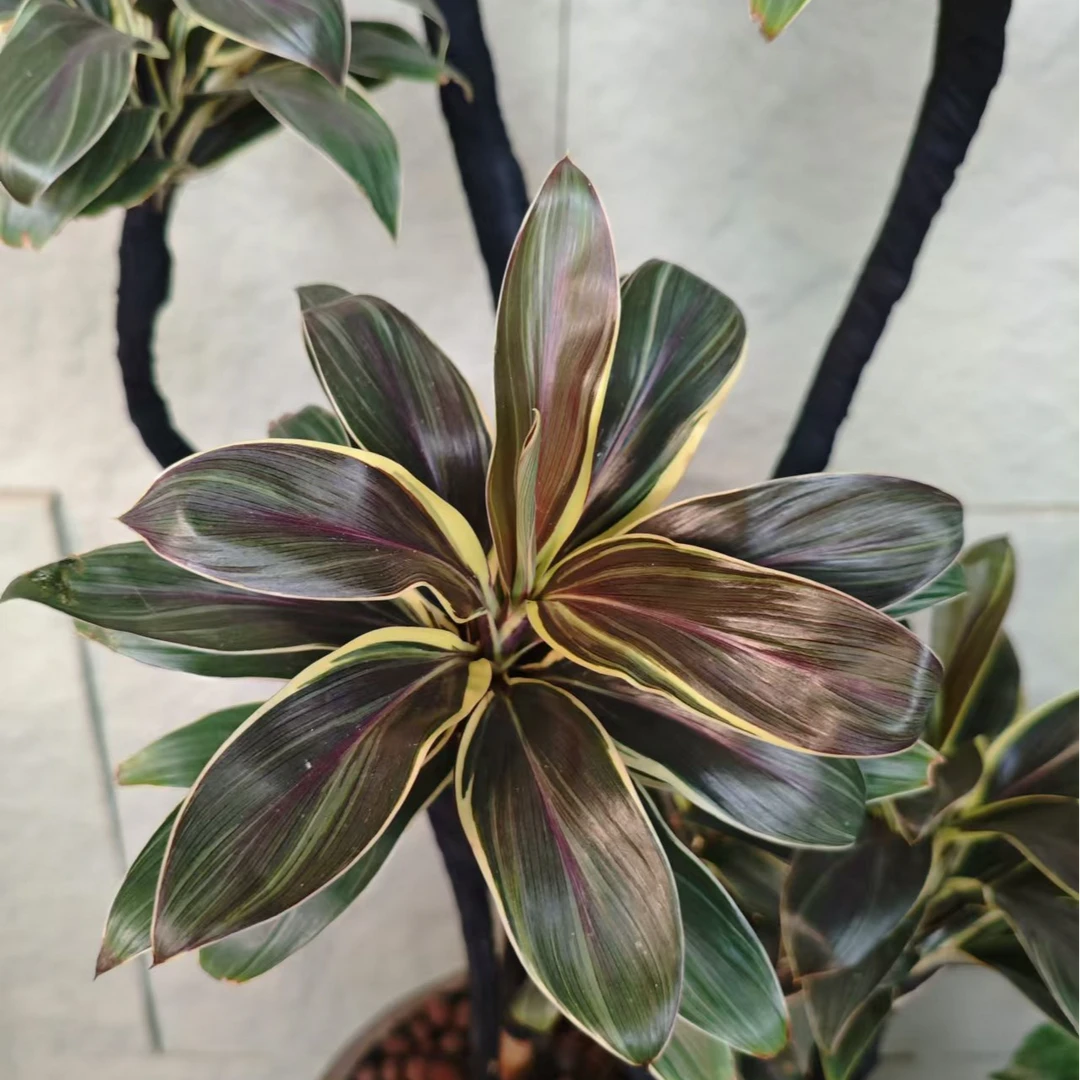 室内高端绿植娃娃朱蕉金边巧克力抹茶朱蕉客厅办公室书房好养绿植