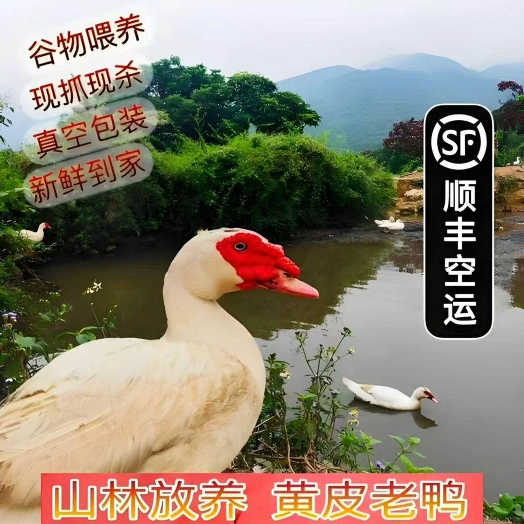 5大种番鸭肉鸳鸯鸭现抓现称肉质鲜美顺丰包邮