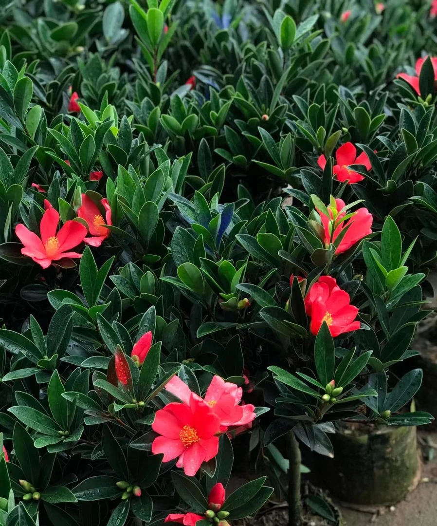 红赤丹山茶花花盆栽带花苞红赤丹山茶花卉植物室内好养茶花