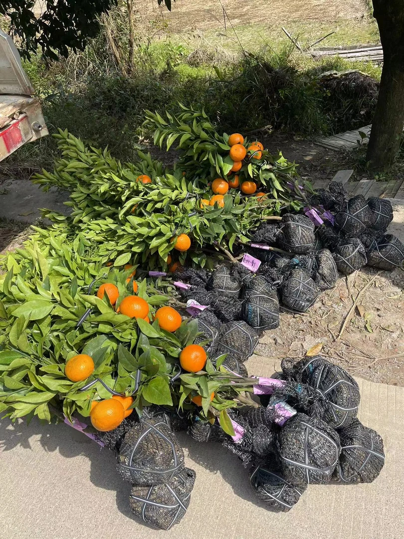 沃柑中移栽苗绿植盆栽
