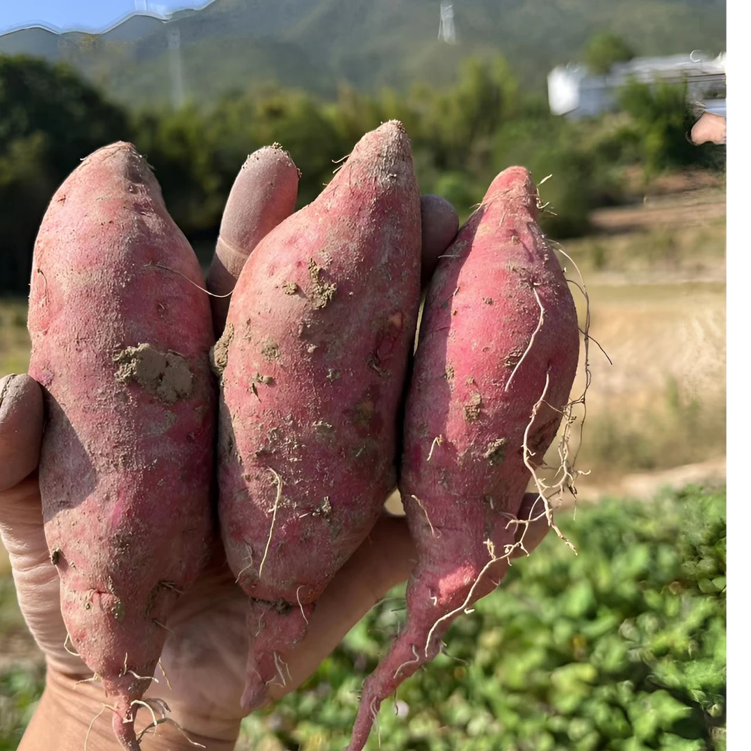 赣南农家2025年当季番薯红蜜薯软糯香甜3斤/5斤生鲜