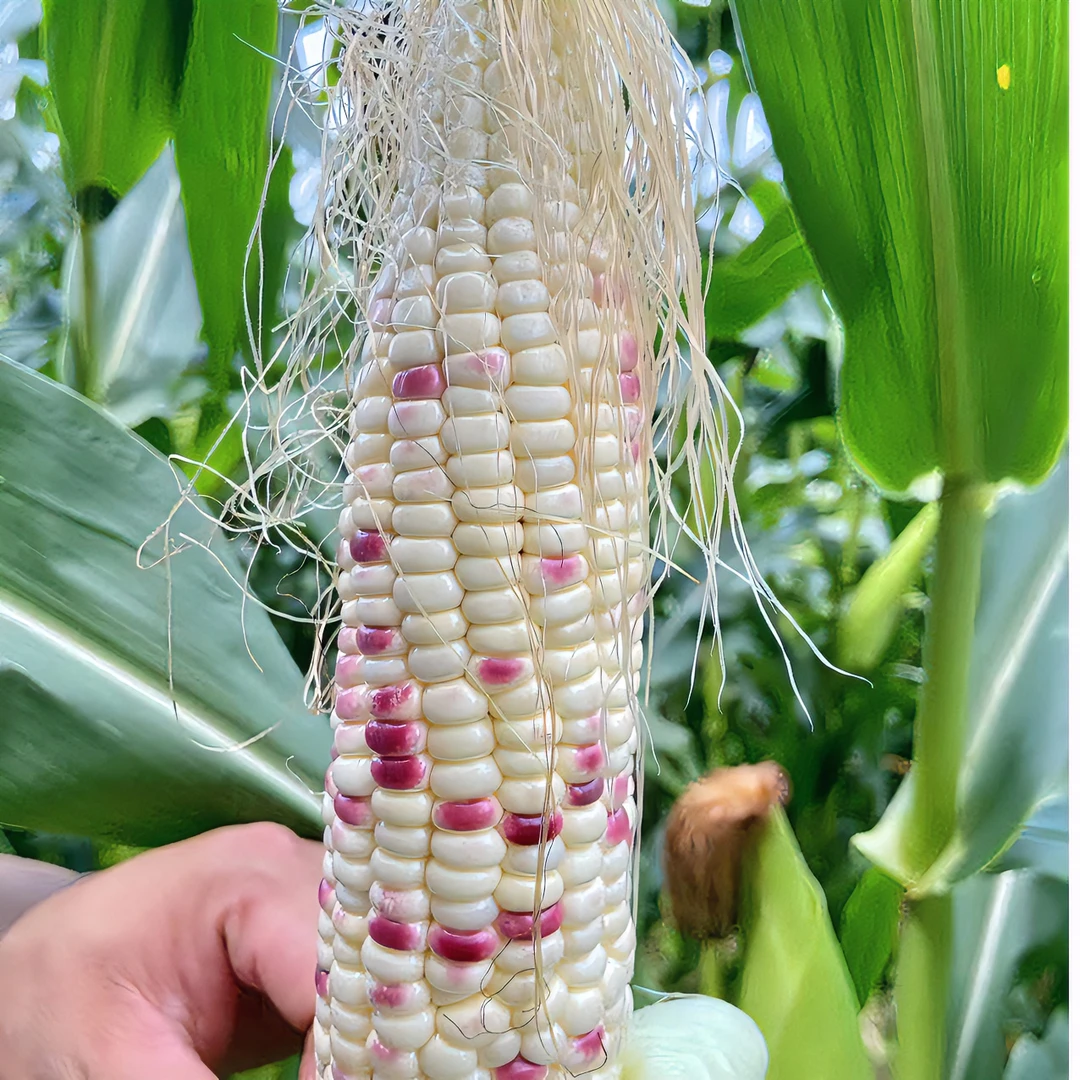 赣南农家露天种植农产品现摘新鲜花玉米糯玉米带叶装3斤/5斤