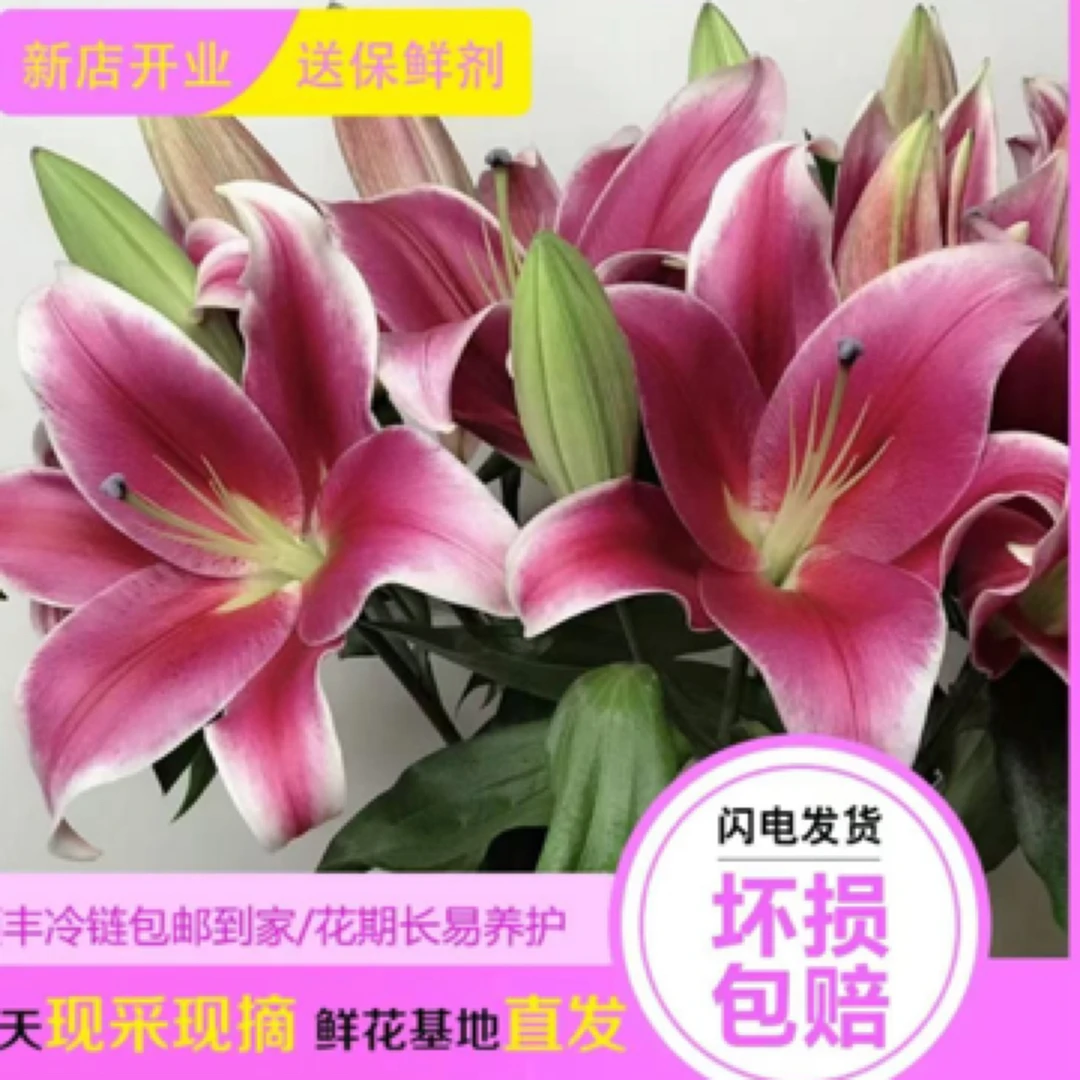 香水百合（大连）东北基地直发 顺丰包邮