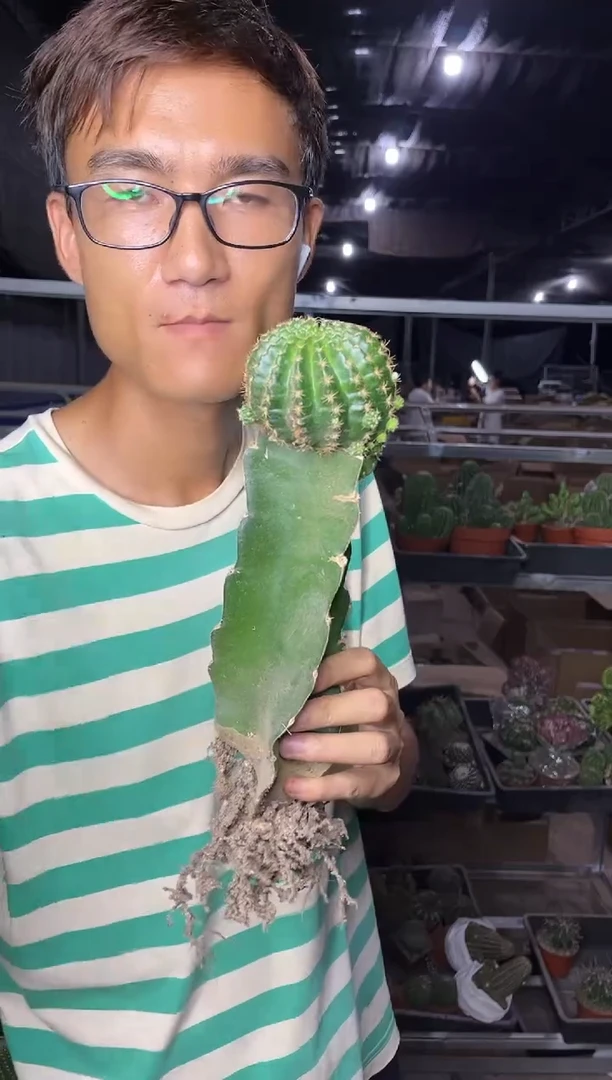 【闪购商品】汤姆丽花嫁接带柱子9.99