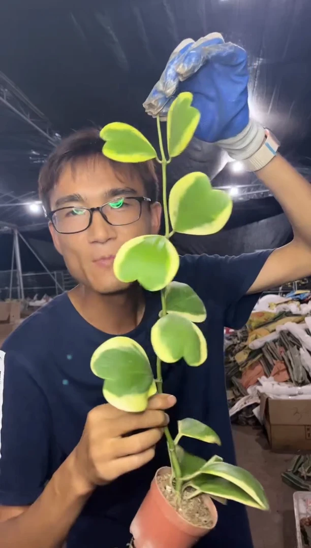 【闪购商品】7.18-30母本心叶球兰锦9.99