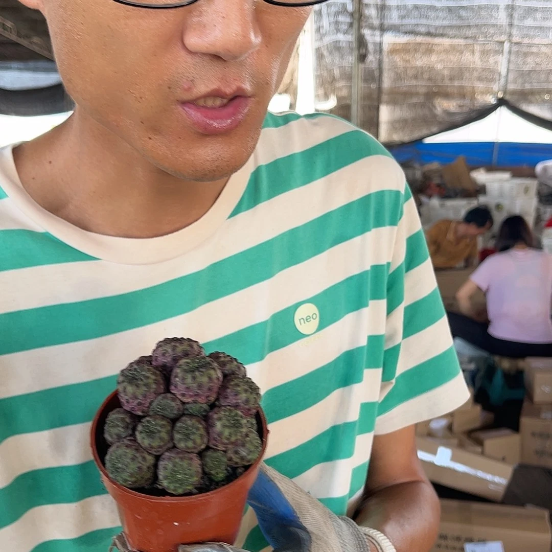 落地根紫丽丸9.99