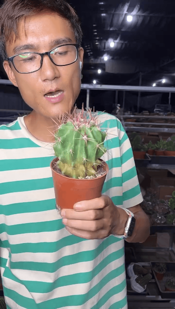 【闪购商品】红虎仙人球9.99