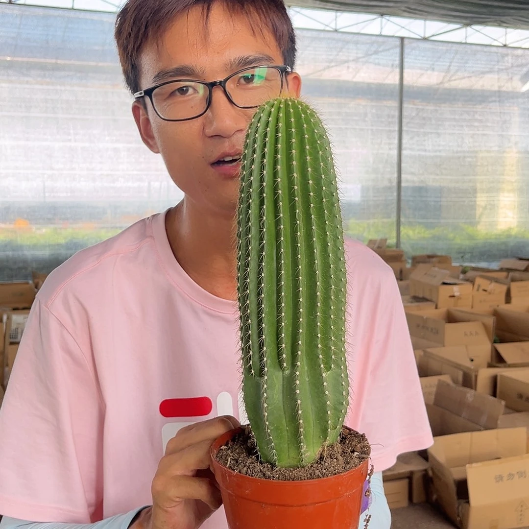 717.4大凤龙30cm19.99
