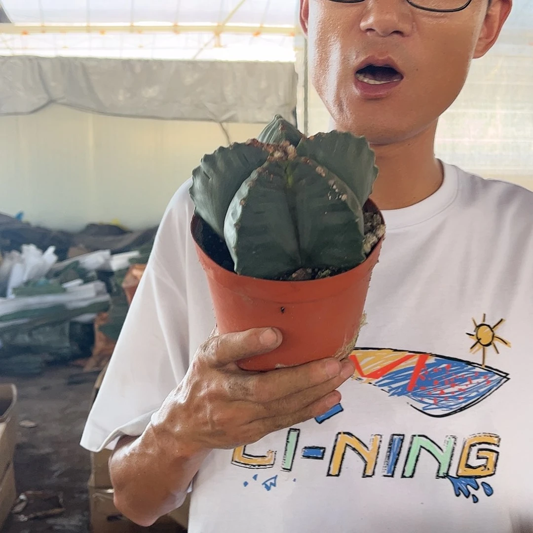 719.22大号鸾凤玉13.99