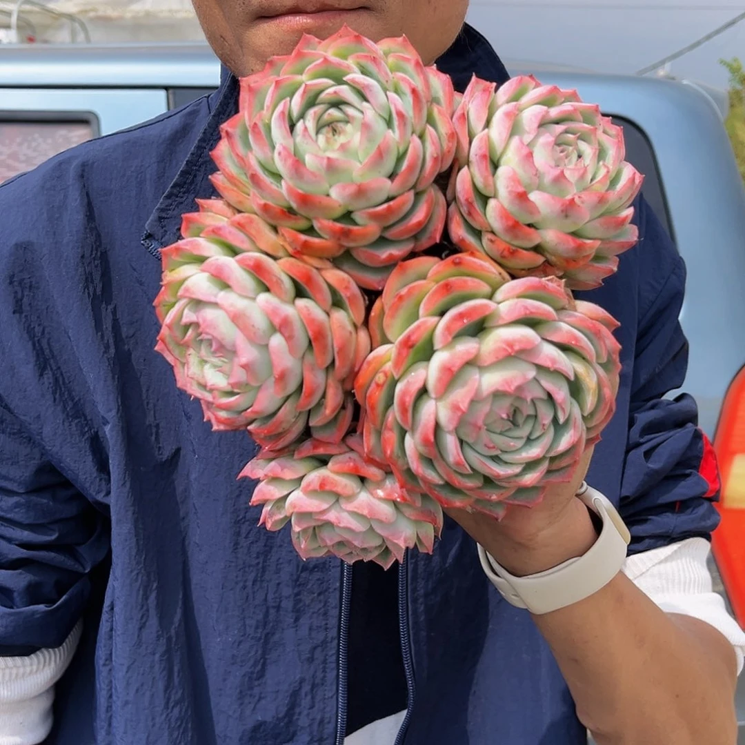 五头起侧影多肉植物 9.99