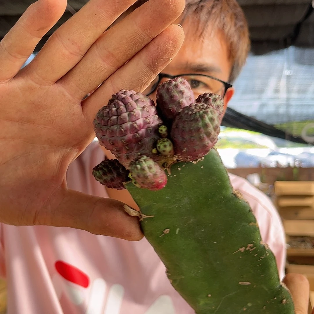 71752紫丽丸9.99带柱子