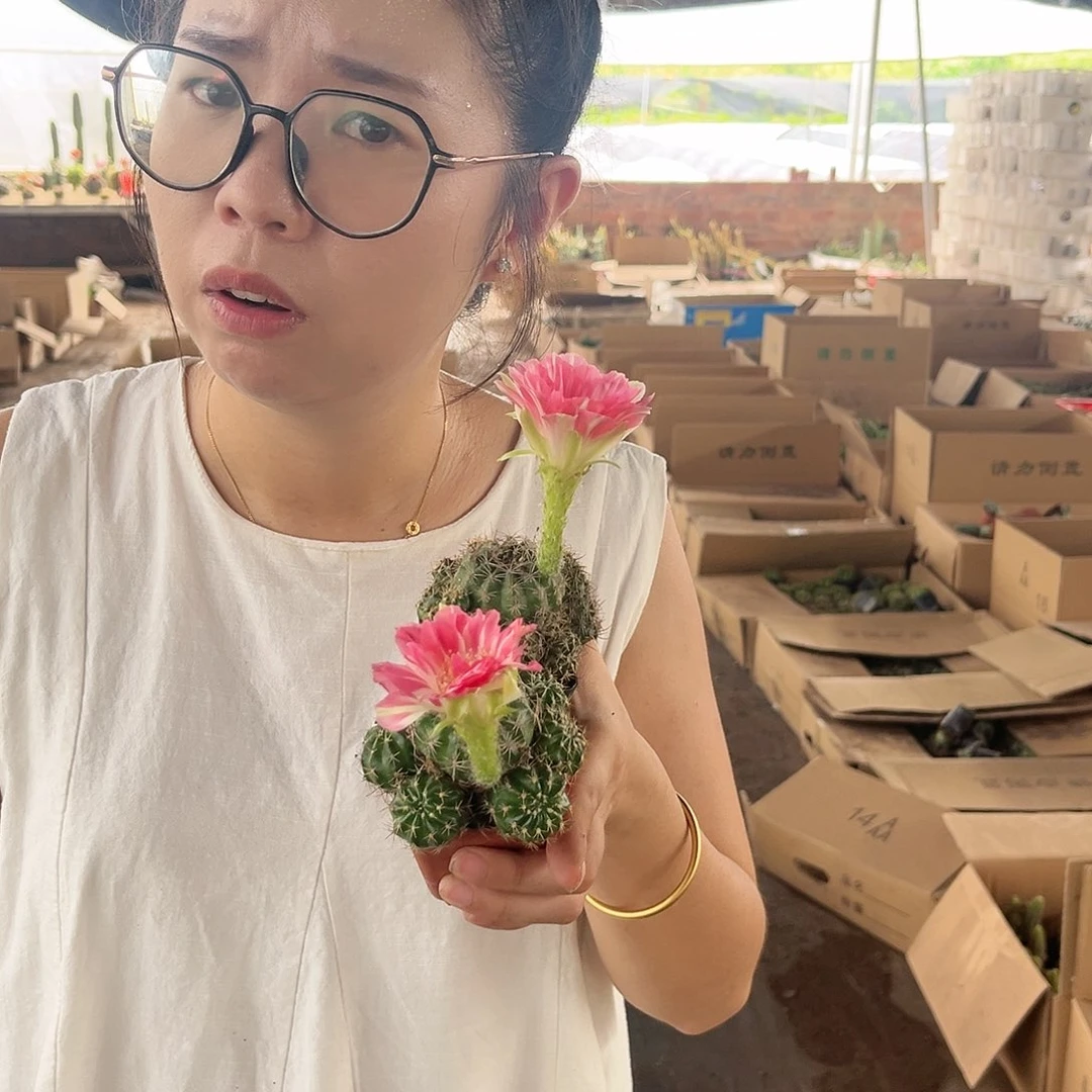 桃妖2颗量拍6.99