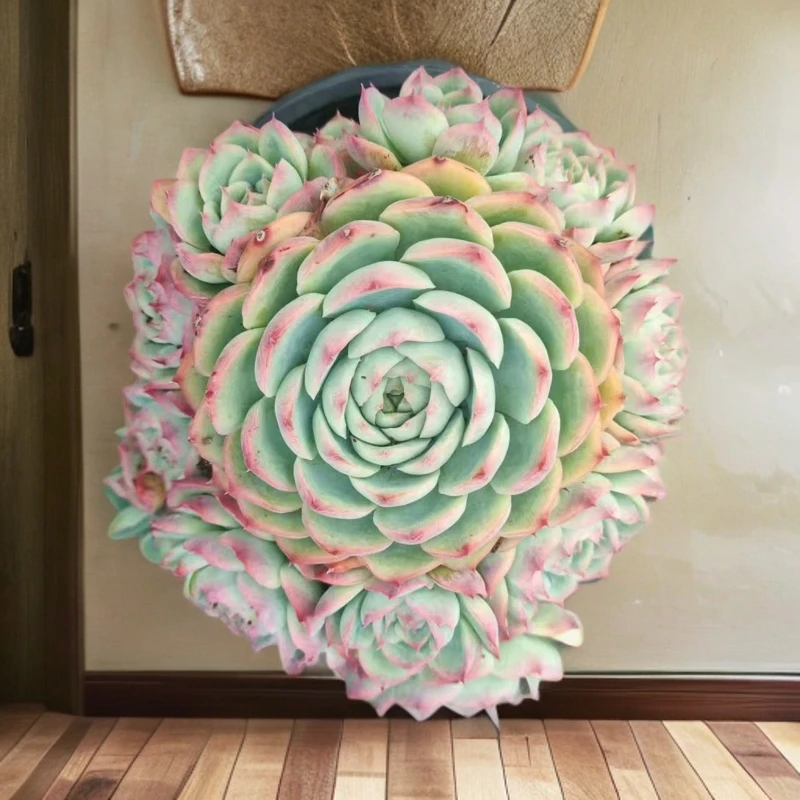 【超大侧影】【涛哥专属福利】阳台露养办公室多肉植物盆栽新手好养活