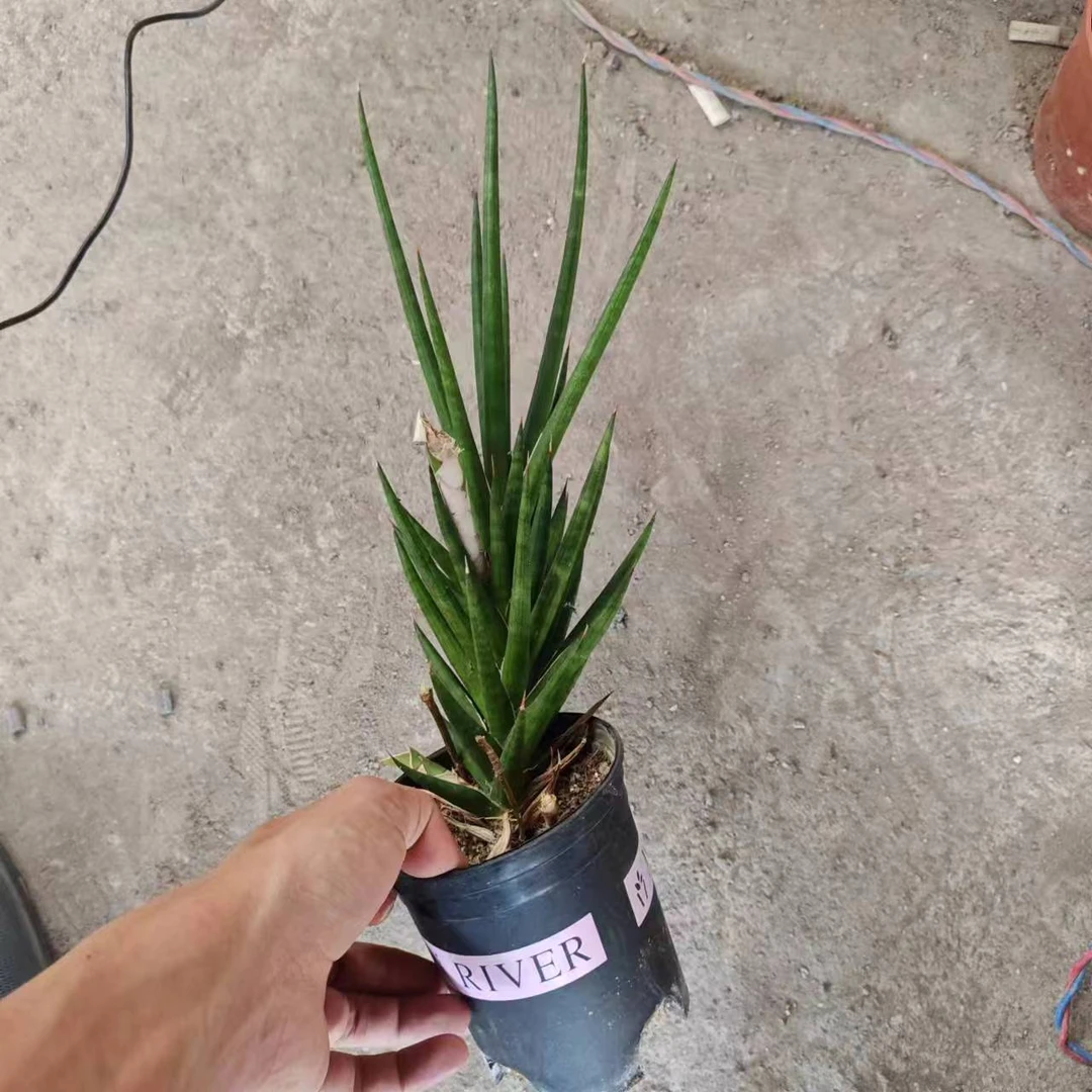 浪漫七夕礼  狐狸尾巴  仙人球多肉植物