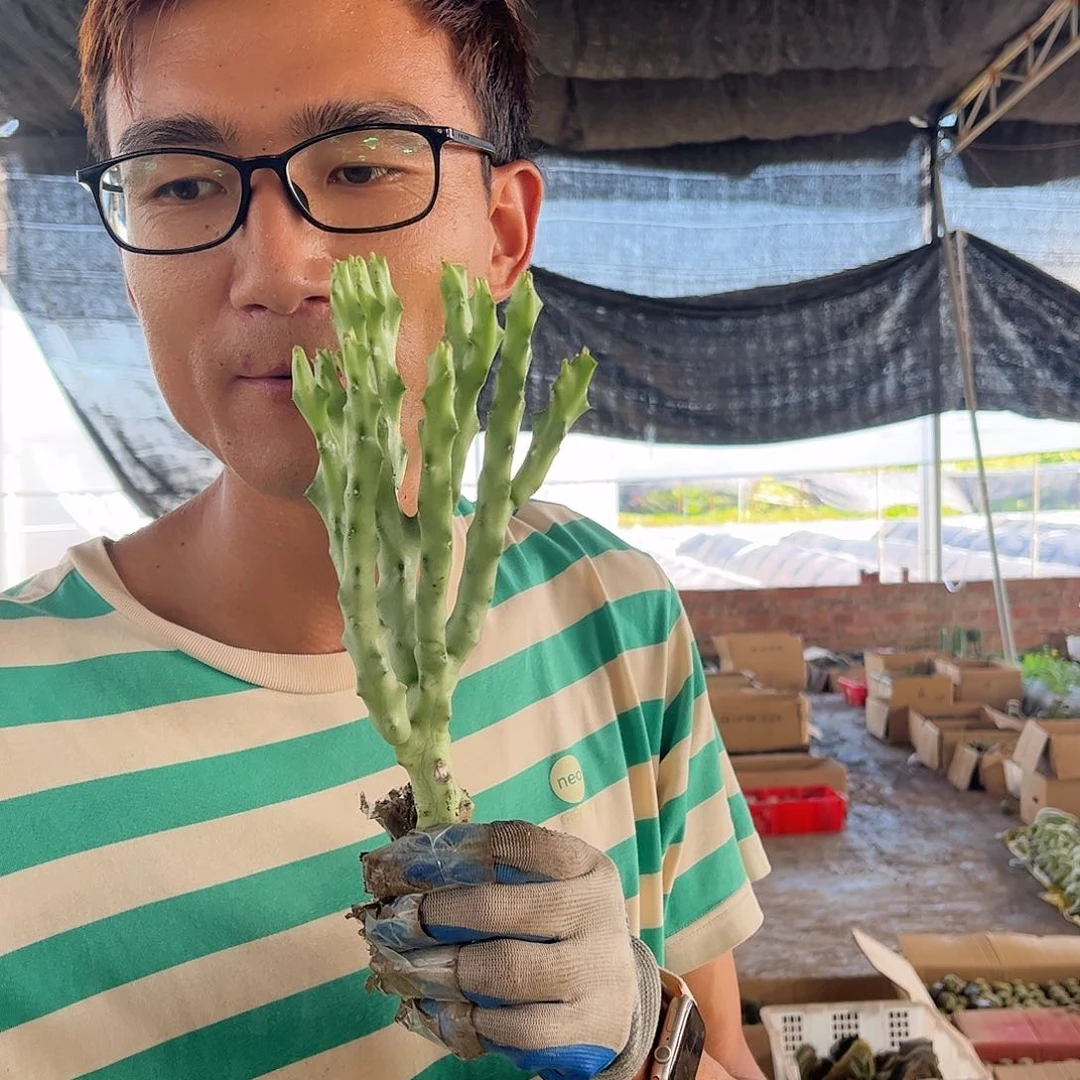 白珊瑚15cm14.99