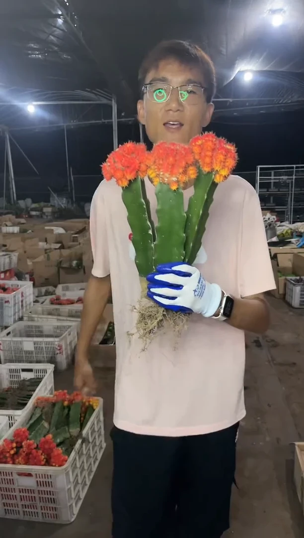 【闪购商品】大彩带3颗掉崽不包9.99