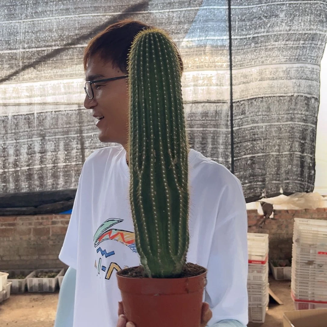 716.10超大大凤龙19.99