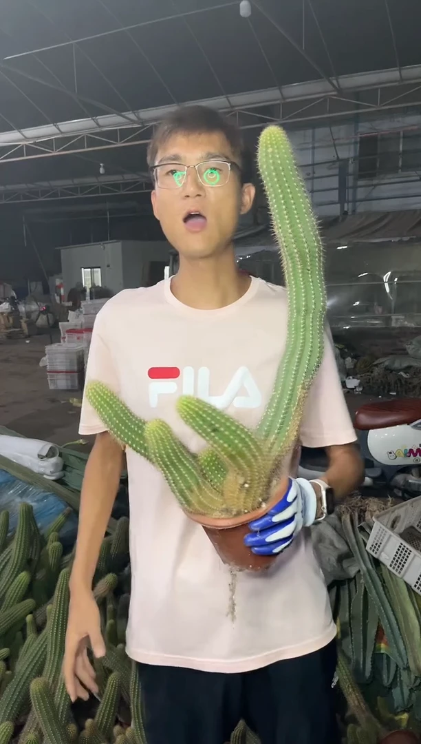 【闪购商品】大大号毛花柱49.99