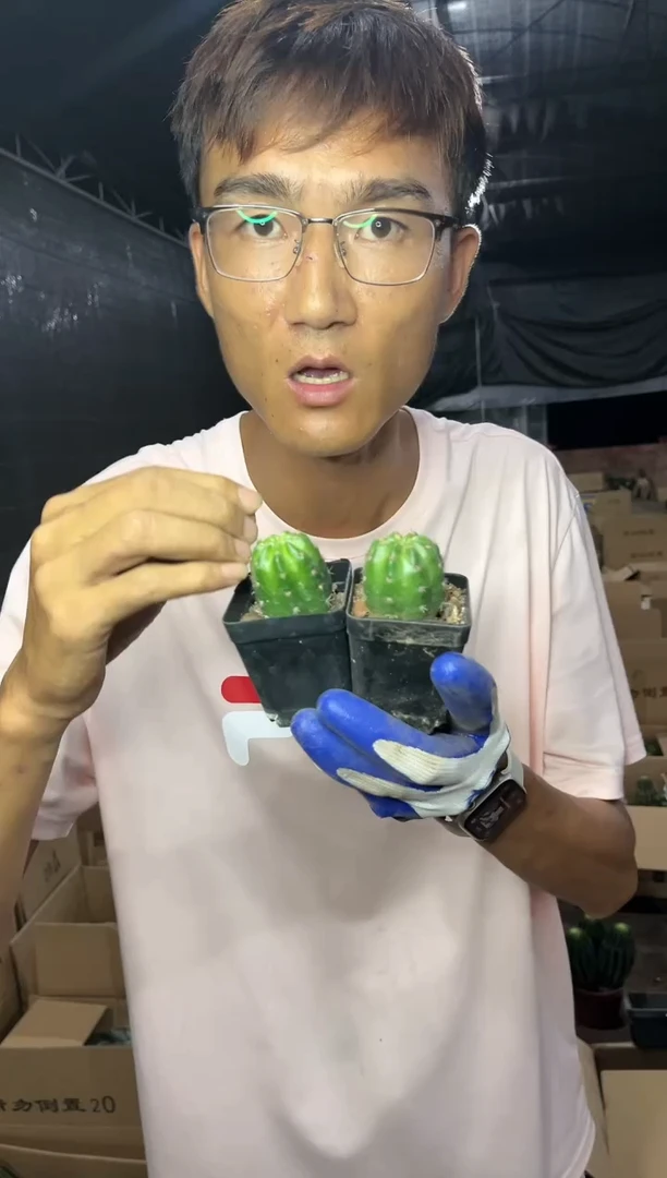 【闪购商品】极光丽花两颗6