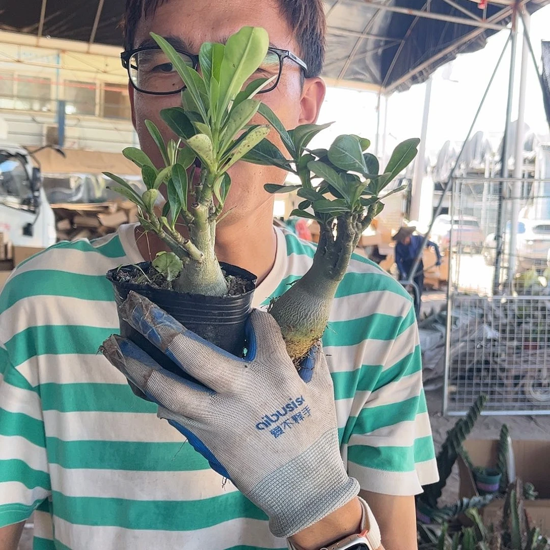 两颗沙漠玫瑰9.99