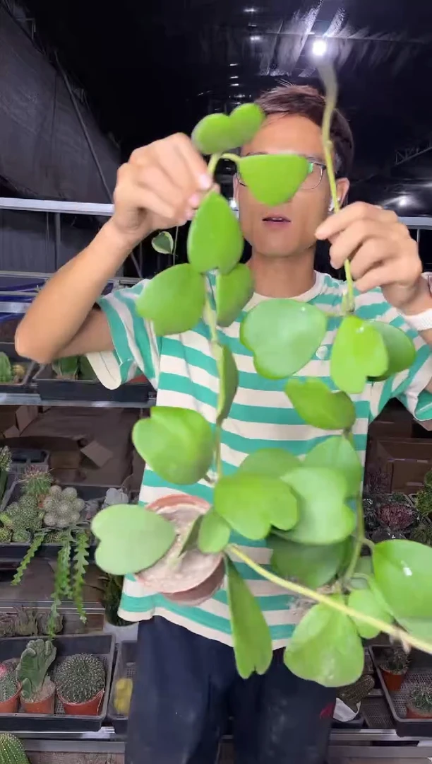 【闪购商品】心叶球兰绿植室内养9.99