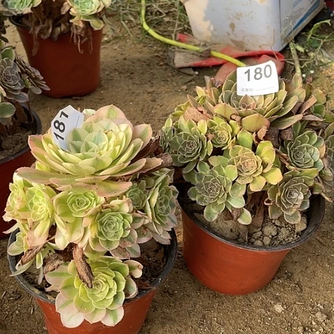 半夏倾城多肉植物181180