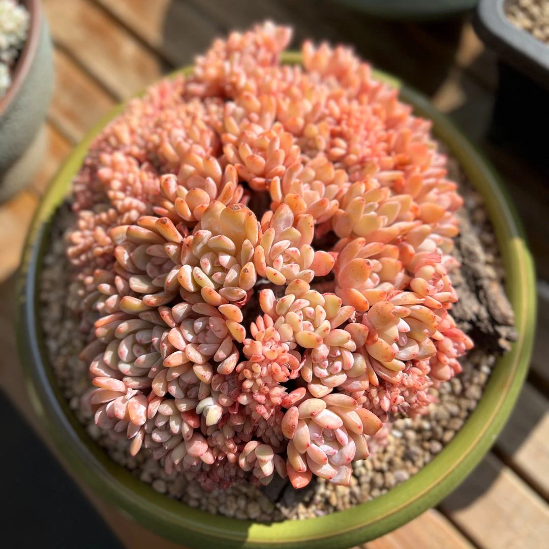 爱莲说多肉花园精品多肉一物一拍橙梦露星影麦秆全明星拼盆老桩