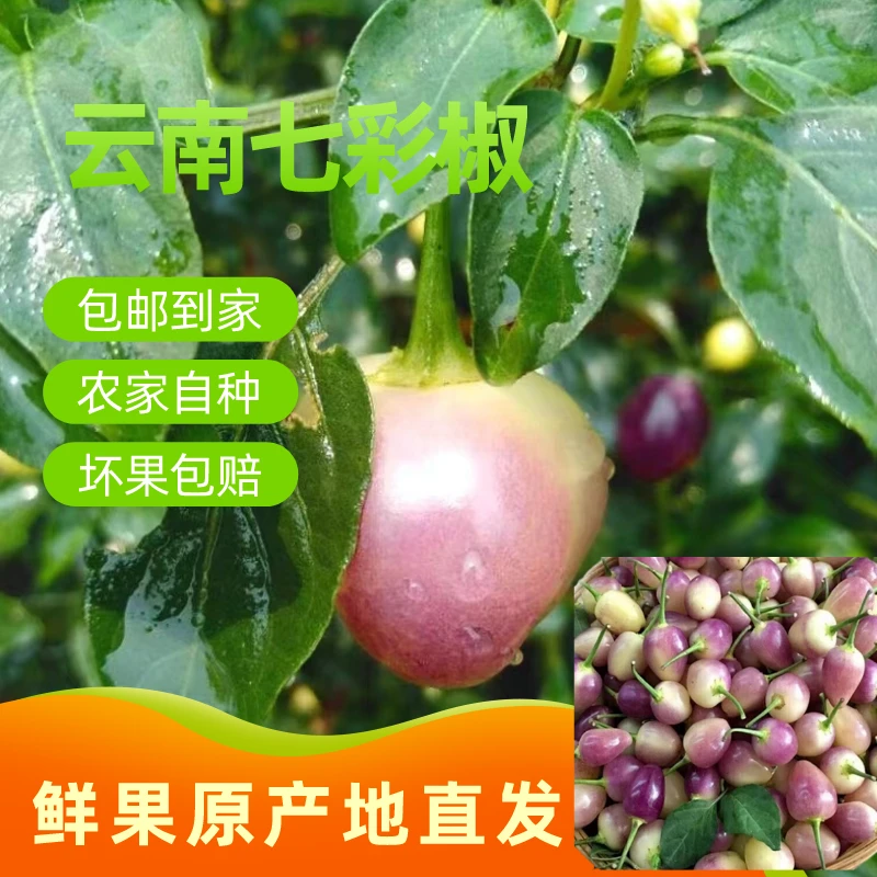 云南七彩椒灯笼椒新鲜采摘下饭菜七彩泡椒蔬菜辣椒生鲜1-9斤包邮