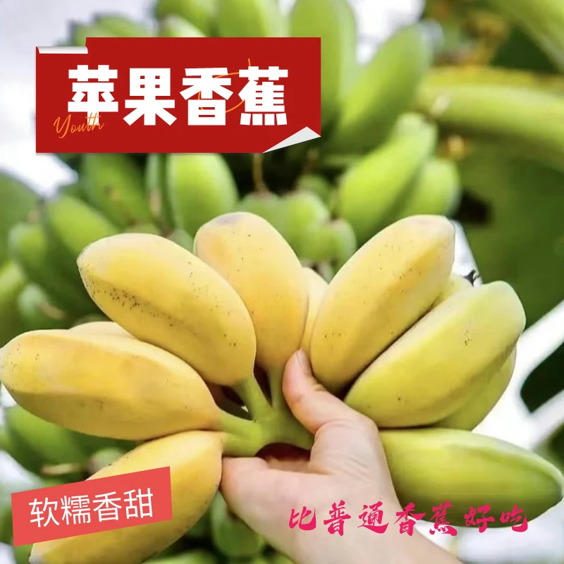 正宗苹果蕉香蕉3斤5斤小胖蕉新鲜采摘场地现发当季水果软糯香甜