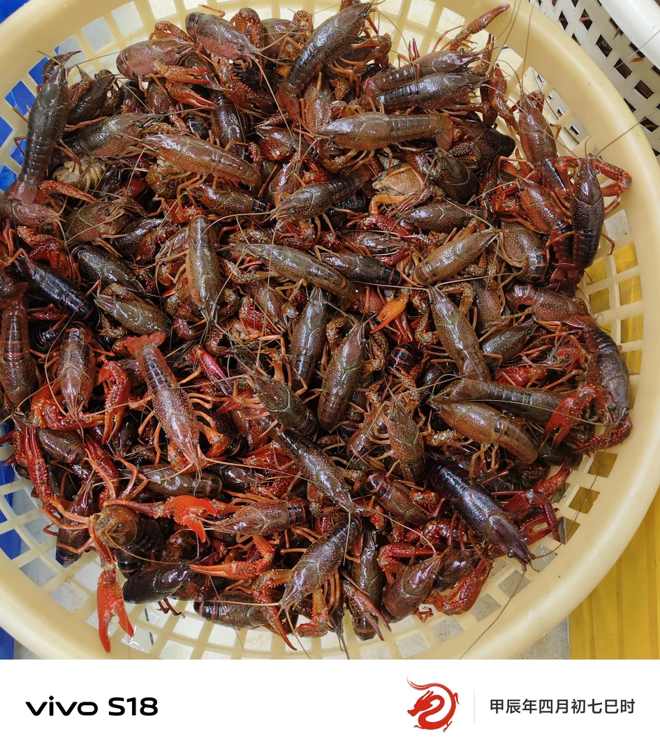 【白姐海鲜】大号小龙虾3斤装箱 保鲜不保活