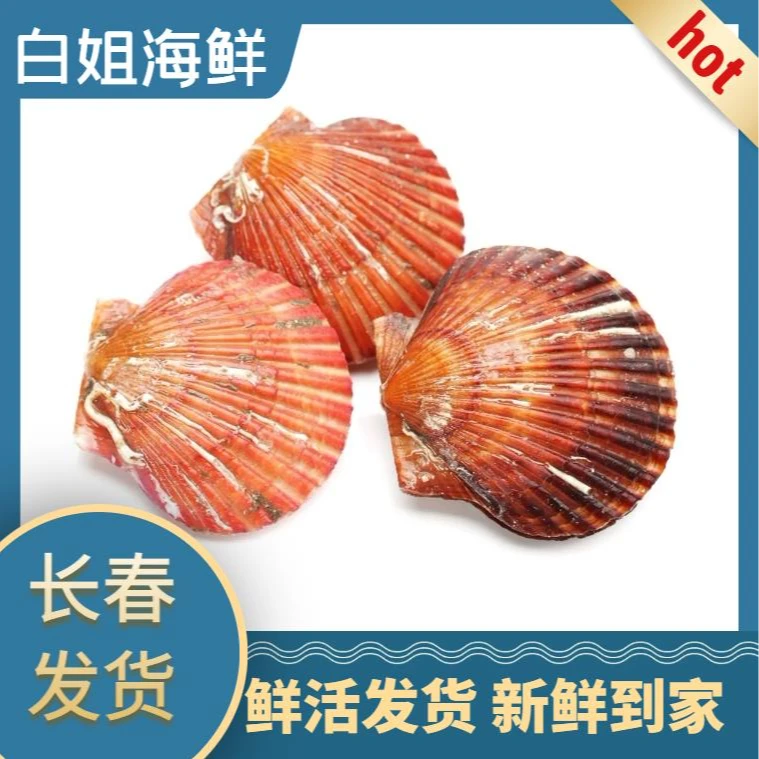 【白姐海鲜】粉丝小红贝拍3斤