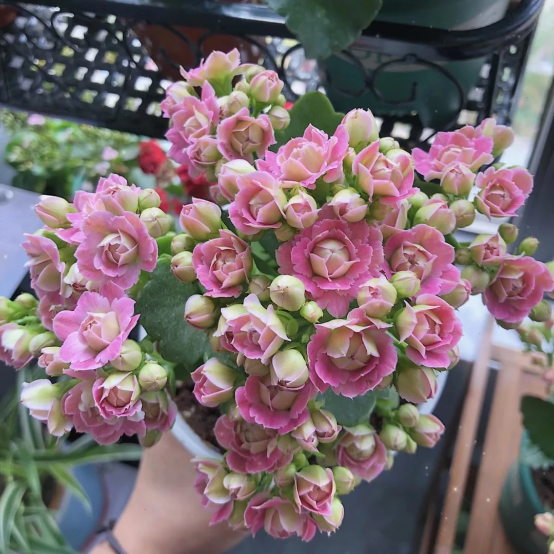 克里斯蒂：好养重瓣大花 花量大花期长好复花 适合养老桩 阳台花卉