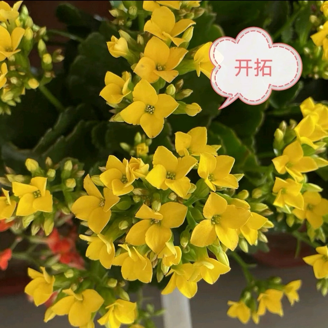 单瓣开拓：开花机器 基地直发 室内盆栽 烂叶黄叶不售后介意勿拍