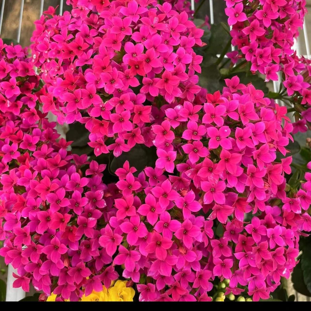 紫霞：精品长寿带花苞发货（烂叶黄叶断个别花苞不售后，介意勿拍）