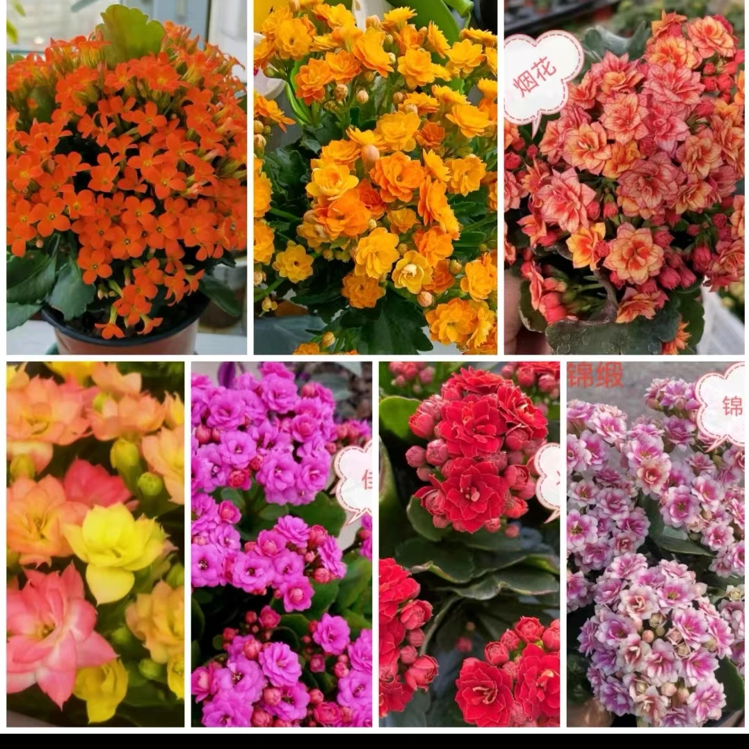 特价长寿母本：黄叶烂叶断枝条有气生根所有问题无售后，介意勿拍！