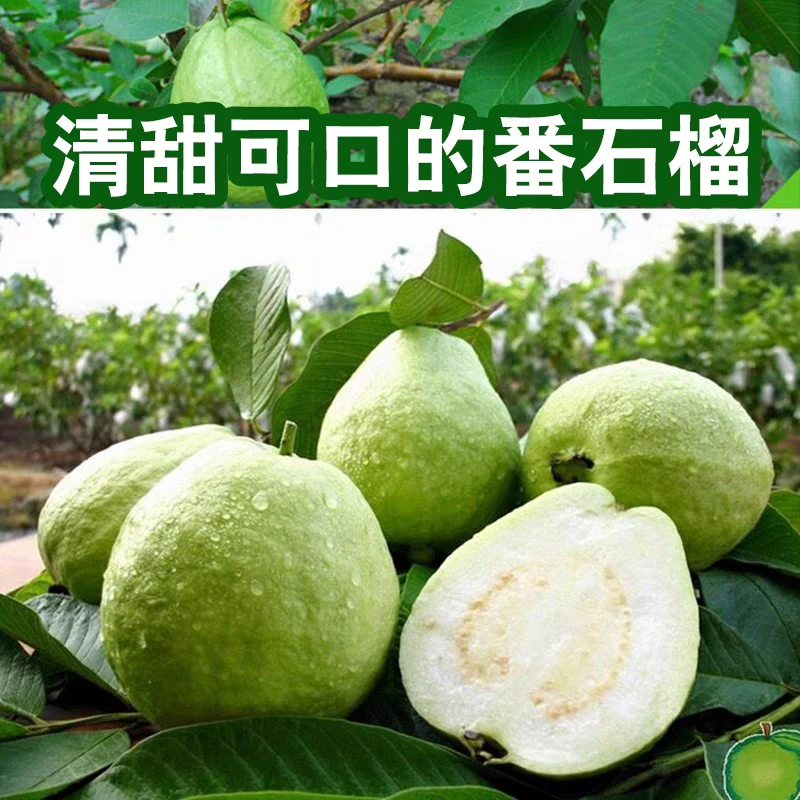 【质量不好晚上8点联系】漳州白心芭乐30年老树果脆番石榴帝王品种