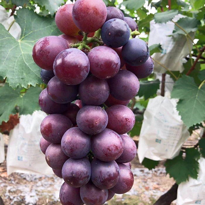 上海马陆巨峰葡萄5斤新鲜采摘应季水果整串顺丰冷链