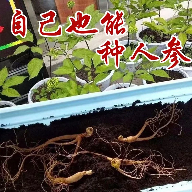 长白山人参籽长白山带芽人参种苗野山参苗子种植中药材带土盆栽参