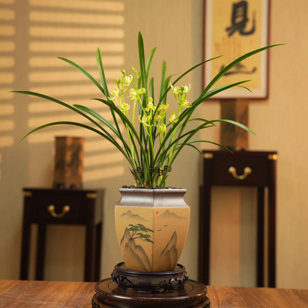 【老种金鼎梅】 高端兰花盆栽浓香带花苞发货名贵建兰书桌阳台客厅